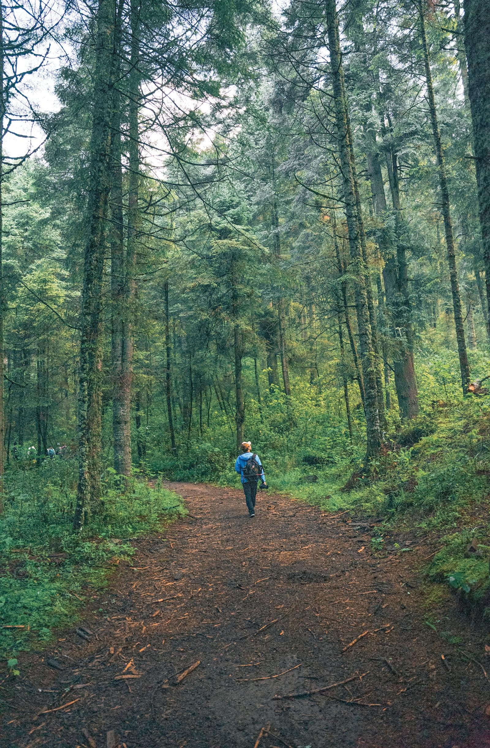 Person walking alone on a forest trail surrounded by tall trees